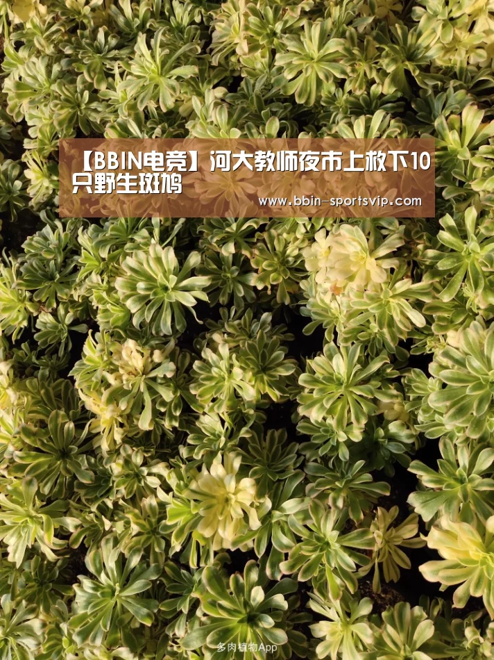 【BBIN电竞】河大教师夜市上救下10只野生斑鸠(图1) BBIN足球